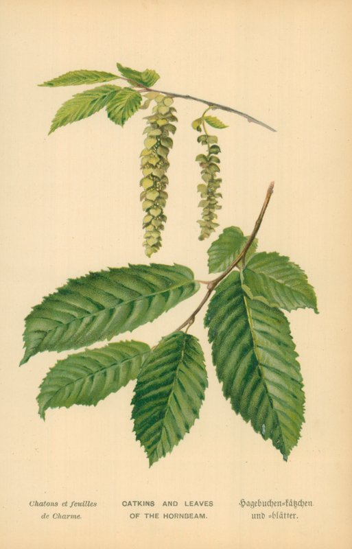 Amenti e foglie del carpino da William Henry James Boot