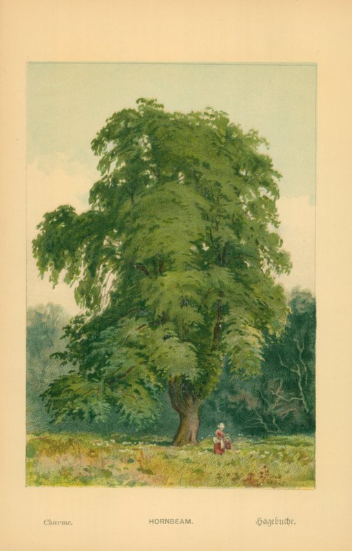 Carpino da William Henry James Boot