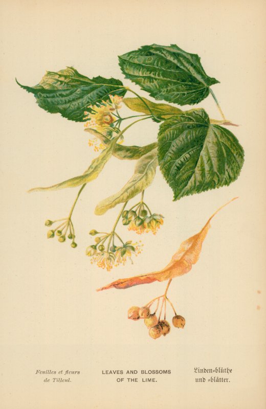 Foglie e fiori del tiglio da William Henry James Boot