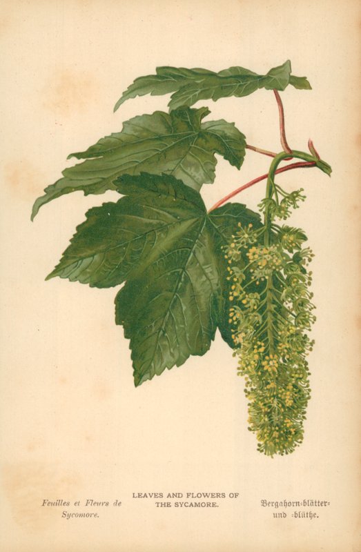 Foglie e fiori del sicomoro da William Henry James Boot