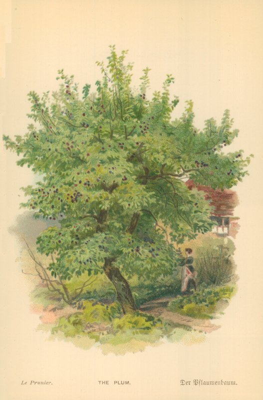 La Prugna da William Henry James Boot