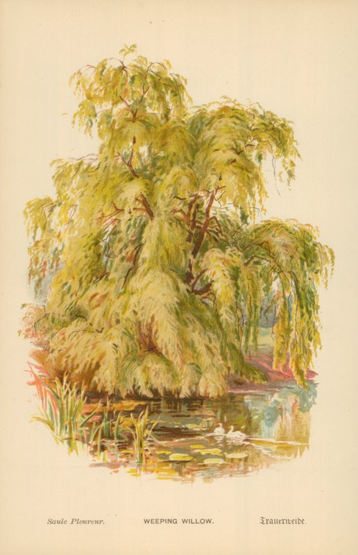 Salice Piangente da William Henry James Boot