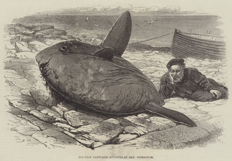 Pesce luna catturato a Catalan Bay, Gibilterra da William Henry Pike