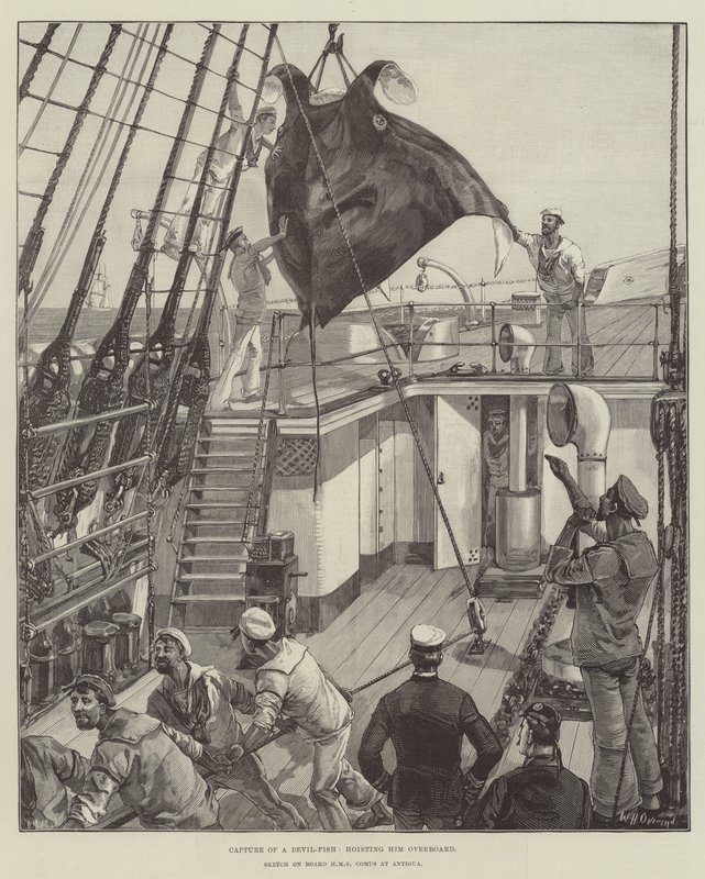 Cattura di un polpo, sollevandolo a bordo da William Heysham Overend