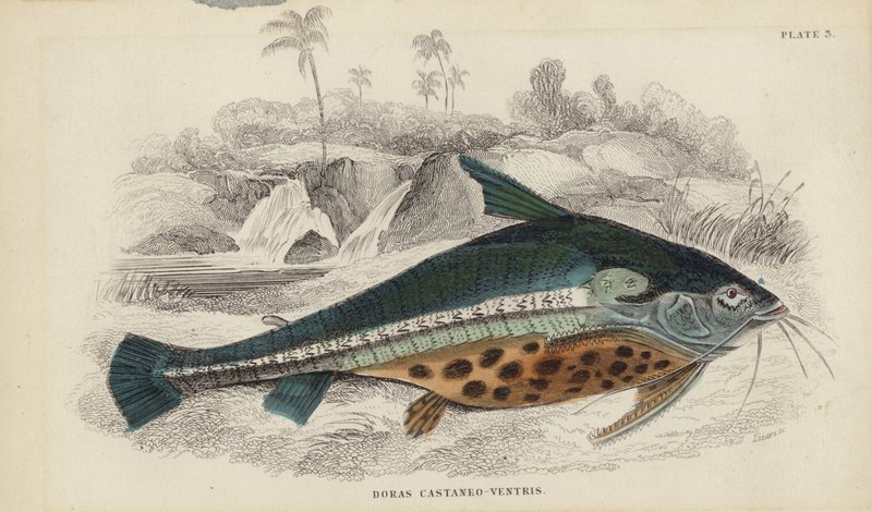 Doras Castaneo-Ventris da William Home Lizars