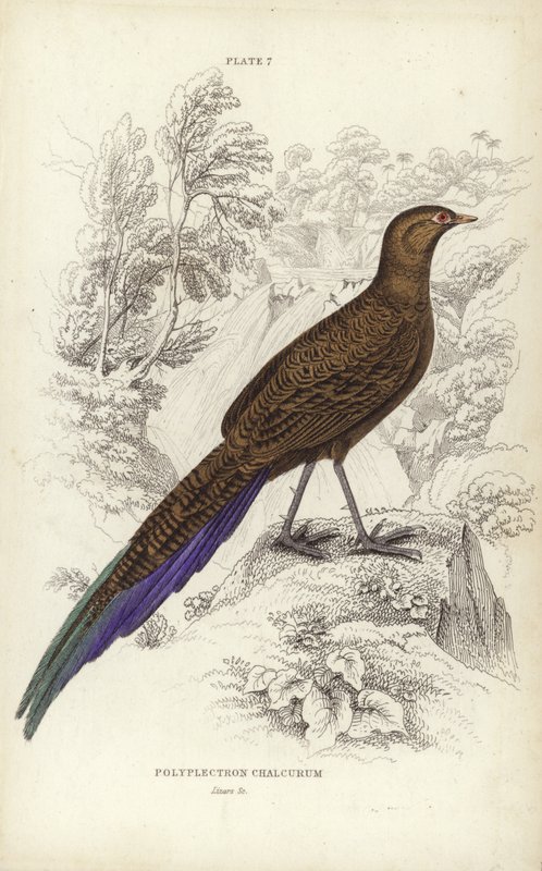 Polyplectron Chalcurum da William Home Lizars