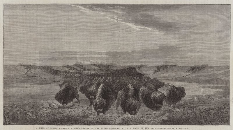 Un branco di bisonti che attraversa un fiume sul Missouri Superiore, nella tarda esposizione internazionale da William Jacob, Sr. Hays