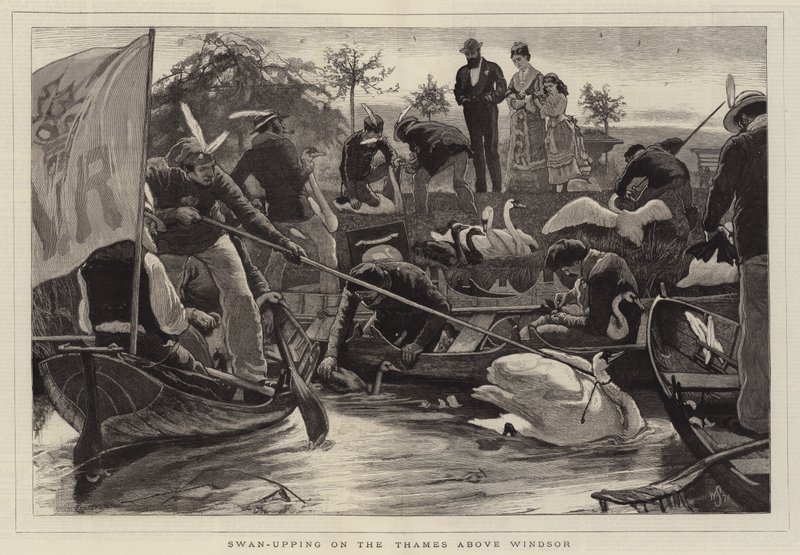Swan-Upping sul Tamigi sopra Windsor da William Small