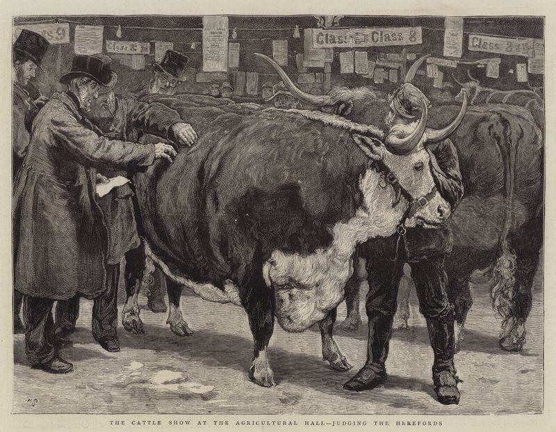 La mostra del bestiame alla Agricultural Hall, giudizio degli Hereford da William Small