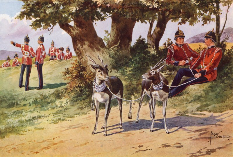 Le antilopi domestiche del Reggimento Reale di Warwickshire da after Edgar Alfred Holloway