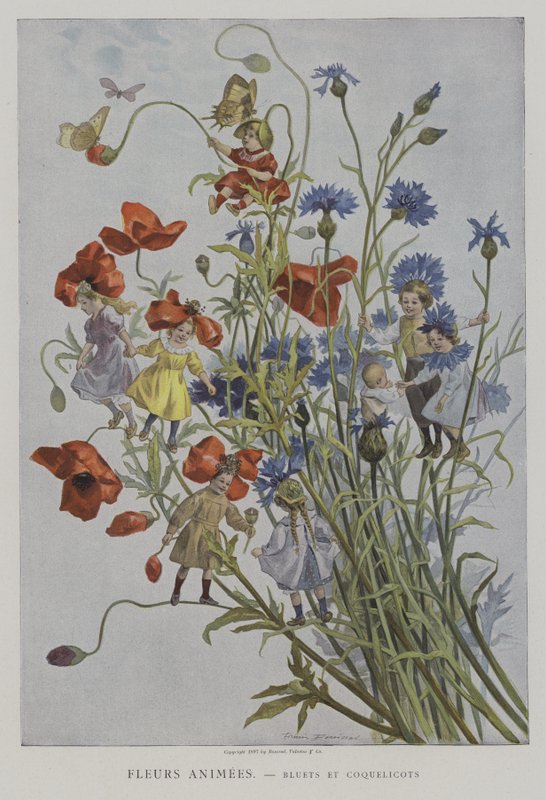 Fiori animati: fiordalisi e papaveri da after Firmin Bouisset