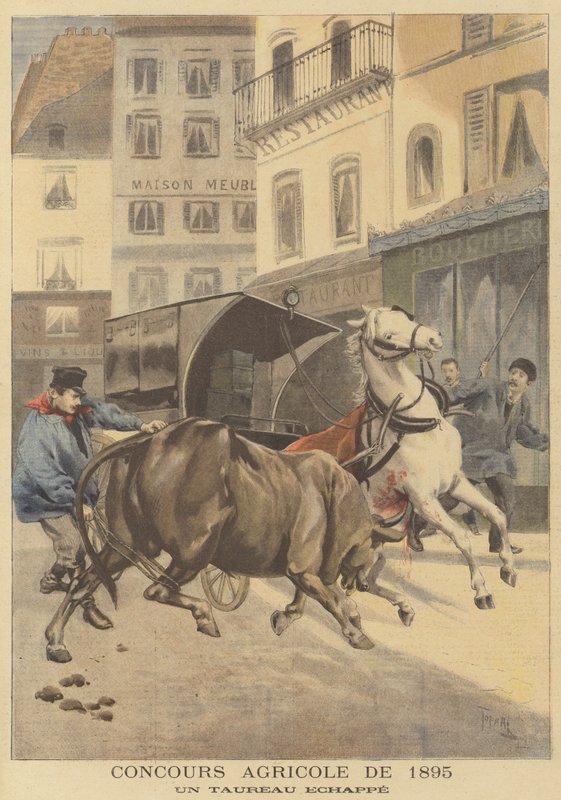 Mostra agricola del 1895. Un toro scappato da after Oswaldo Tofani