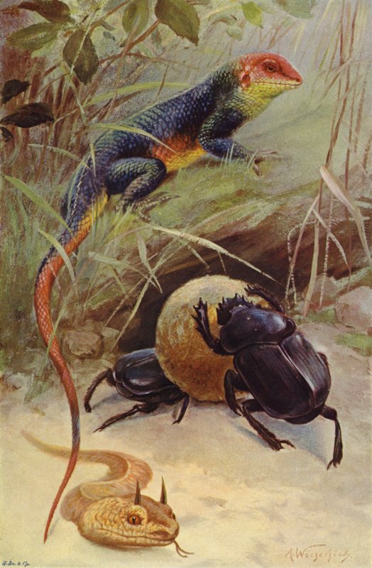 Agama, vipera cornuta e scarabeo sacro da after Wilhelm Kuhnert