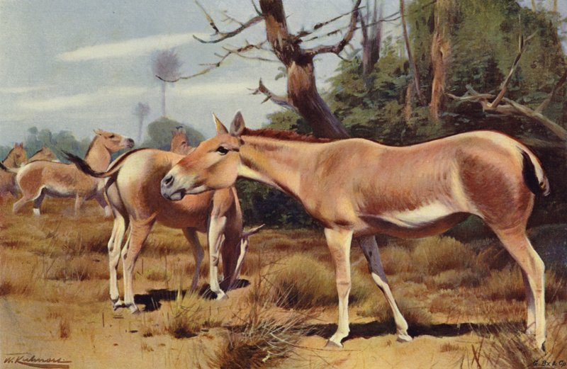 Asino selvatico asiatico da after Wilhelm Kuhnert