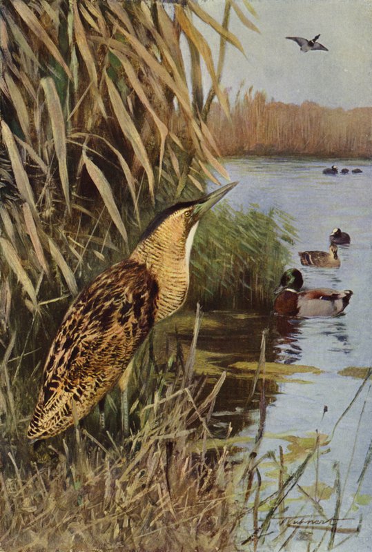 Tarabuso da after Wilhelm Kuhnert