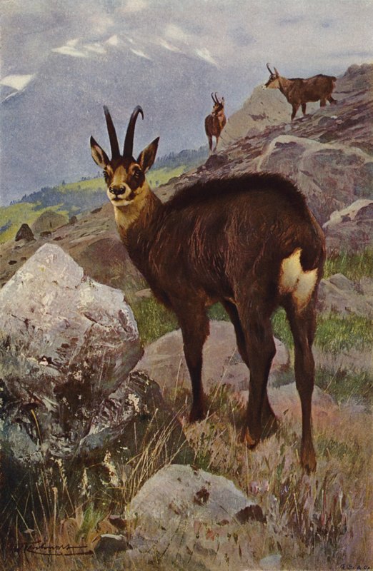 Camoscio da after Wilhelm Kuhnert