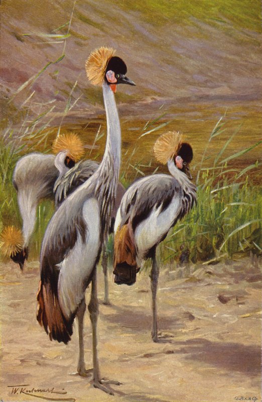 Gru coronata da after Wilhelm Kuhnert