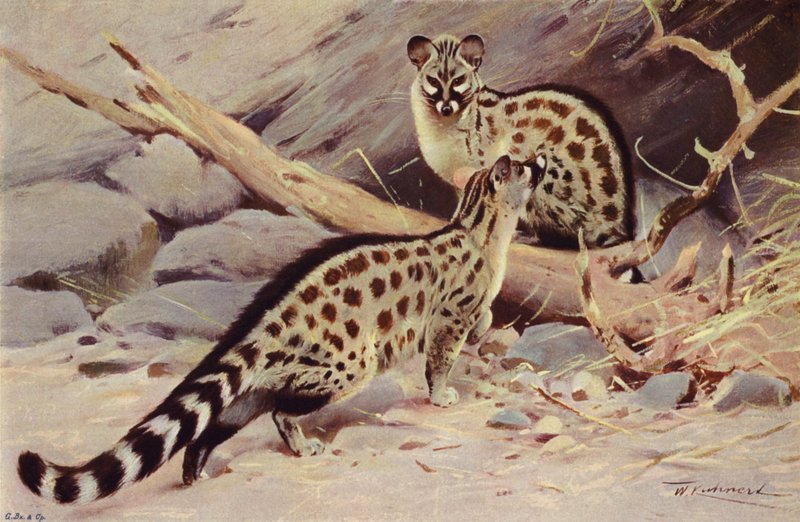 Genetta di Dongola da after Wilhelm Kuhnert