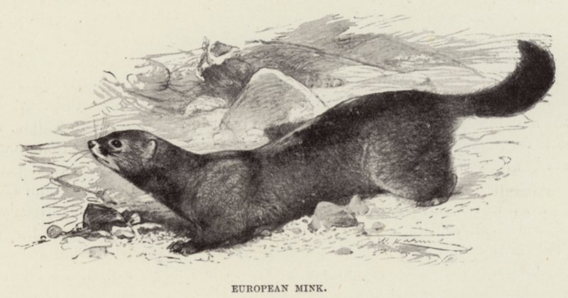 Visone europeo da after Wilhelm Kuhnert