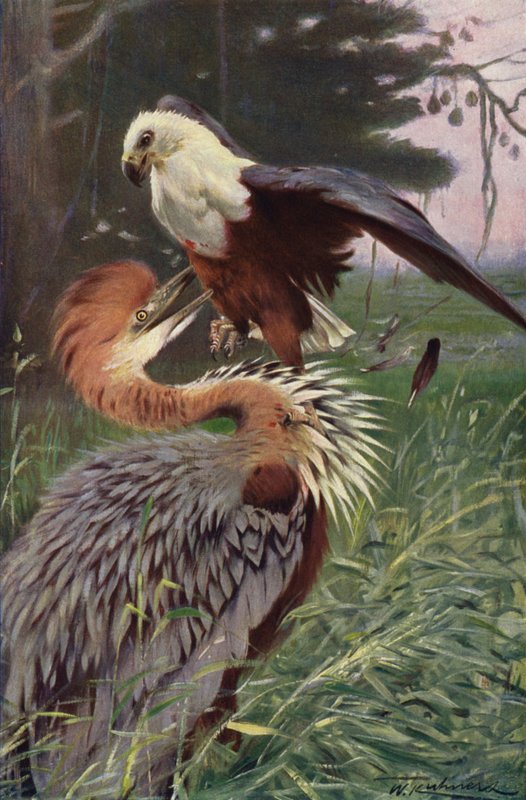 Airone gigante e aquila di mare da after Wilhelm Kuhnert