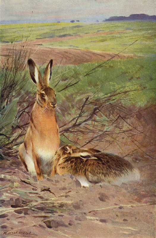 Lepre da after Wilhelm Kuhnert