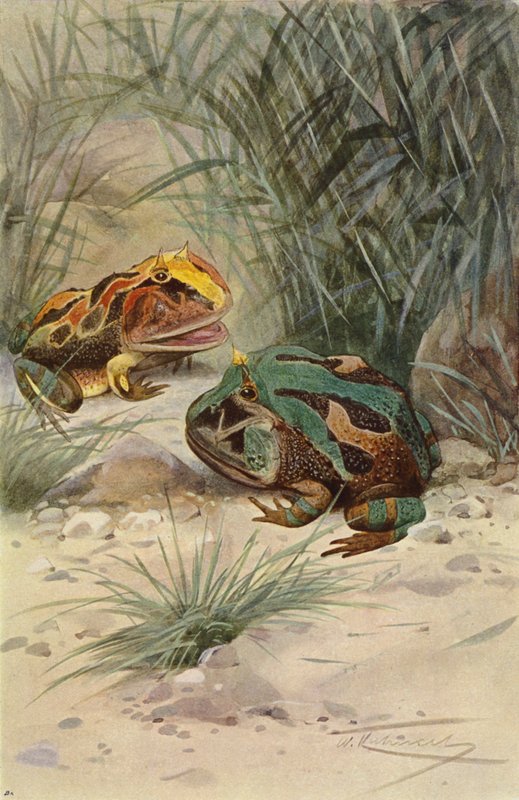 Rana Cornuta da after Wilhelm Kuhnert
