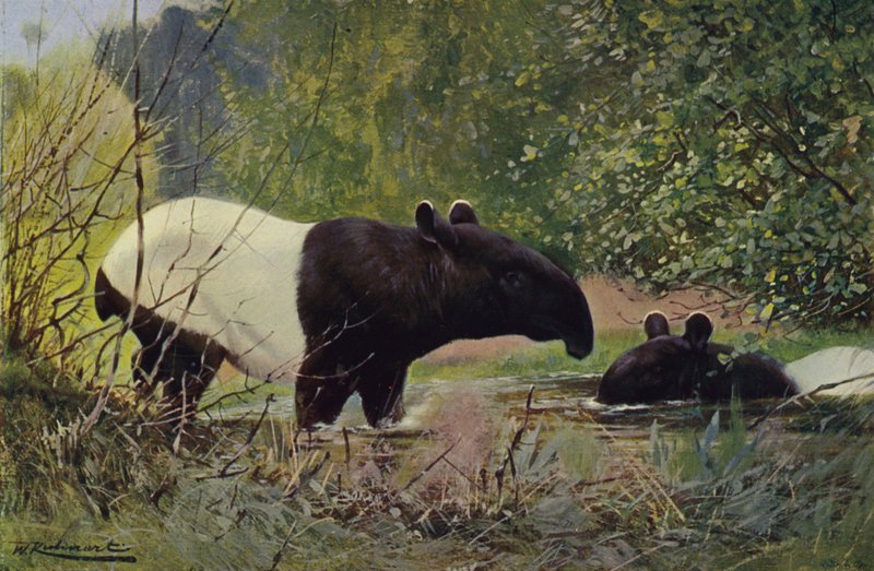 Tapir indiano da after Wilhelm Kuhnert