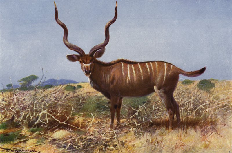 Kudu da after Wilhelm Kuhnert