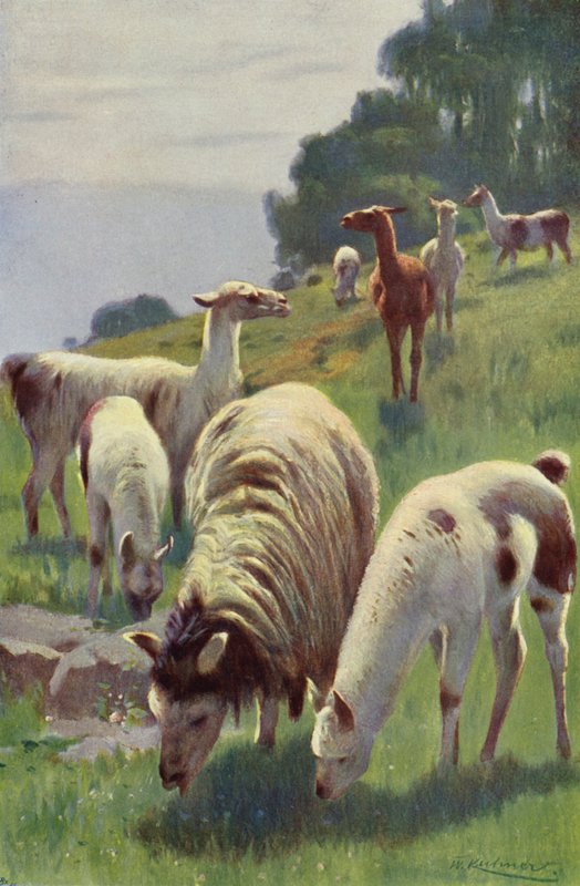 Lama da after Wilhelm Kuhnert