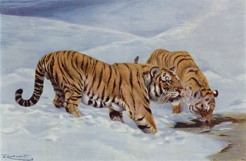 Tigre della Manciuria da after Wilhelm Kuhnert