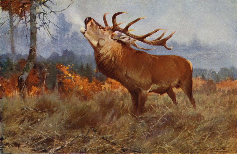 Cervo da after Wilhelm Kuhnert