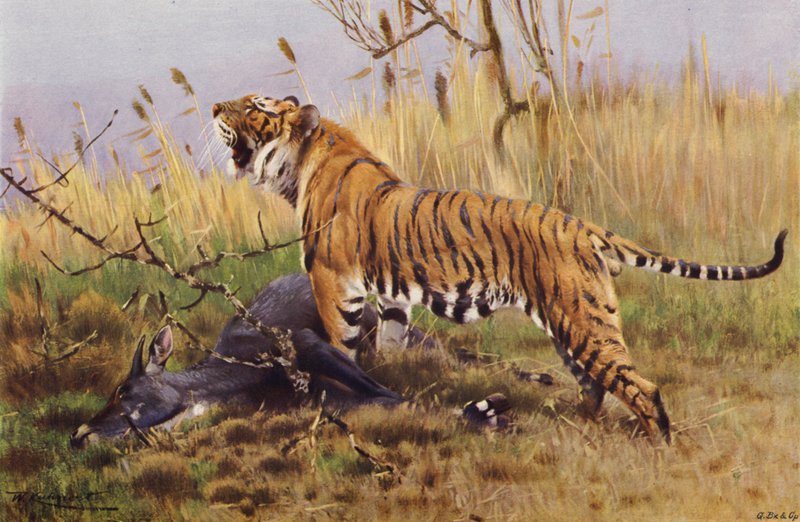 Tigre da after Wilhelm Kuhnert