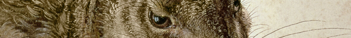 Lepre giovane (Albrecht Dürer), Detail: Kopf mit Auge und Schnurrhaaren
