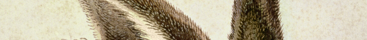 Lepre giovane (Albrecht Dürer), Detail: Aufgerichtete Ohren