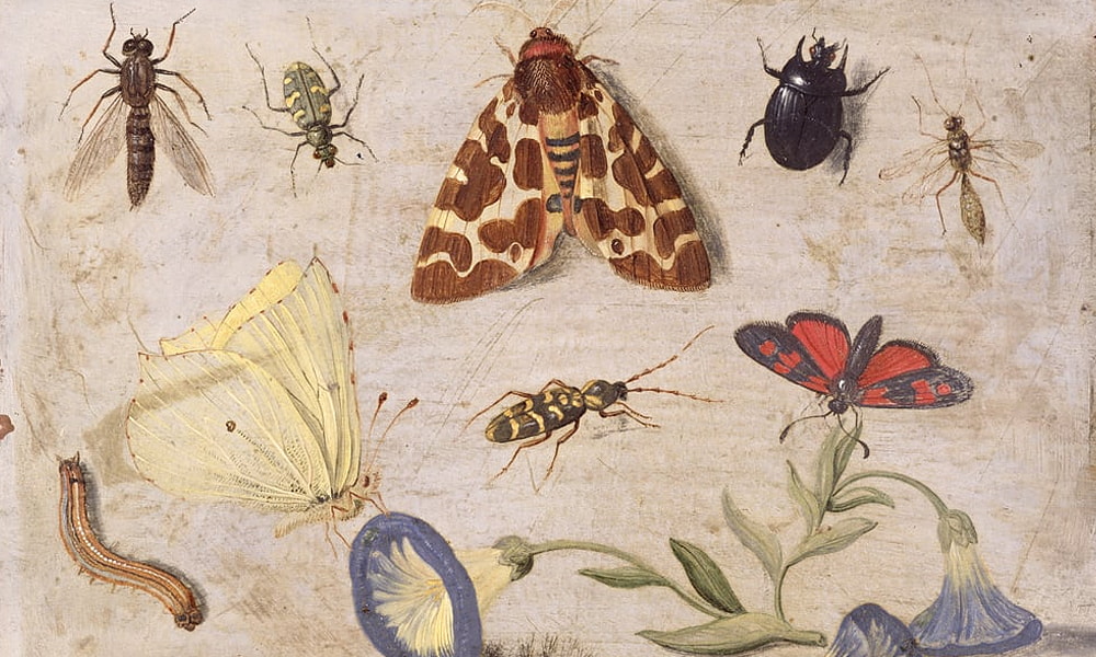 Insetti