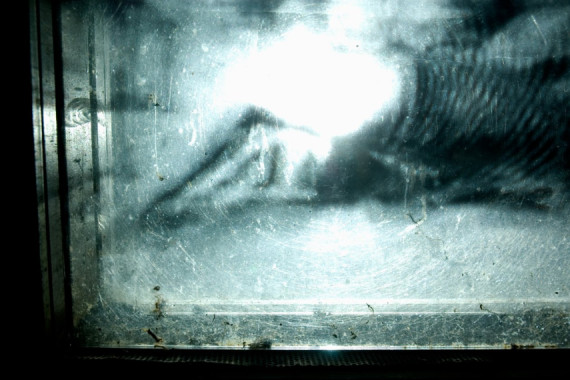 Mat Collishaw