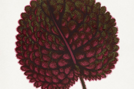 PictufyLes Plantes a Feuillage Colore