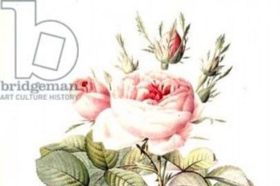 Pierre Joseph after Redoute