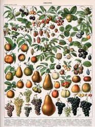 Illustrazione di varietà di frutta, c.1905-10 (litografia a colori)