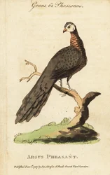 Grande fagiano argus, Argusianus argus