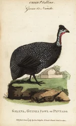 Faraona elmetto, Numida meleagris