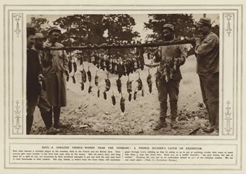 I topi, una preoccupazione maggiore delle trincee rispetto ai tedeschi! La cattura di un soldato francese in esposizione (foto in bianco e nero)