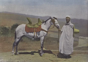 Il Cavallo arabo