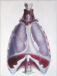 Anatomia dei polmoni, da 