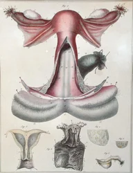 Anatomia dell