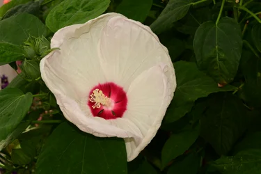 Rose immortalate su uno sfondo morbido, naturale e artistico.