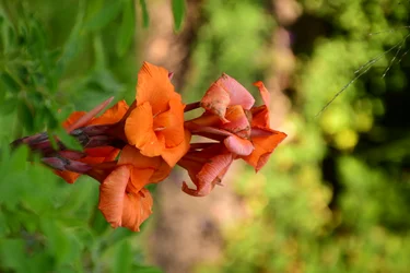 Rose immortalate su uno sfondo morbido, naturale e artistico.