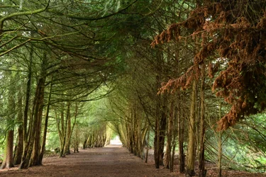 Paesaggio naturale in stile pittura a olio