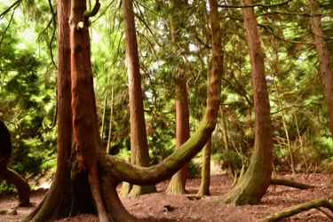 Pittura a olio: Natura e foresta