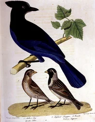 Ghiandaia di Steller e Zigolo delle Lapponie, inciso da Alexander Lanson (incisione colorata)